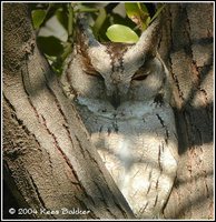 Indian Scops-Owl - Otus bakkamoena