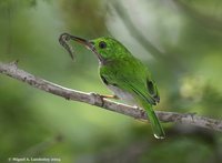 Broad-billed Tody - Todus subulatus