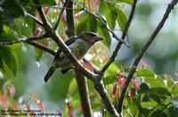 Brown Barbet - Calorhamphus fuliginosus