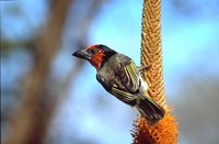 Black-collared Barbet - Lybius torquatus