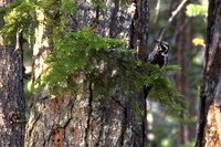 Eurasian Three-toed Woodpecker - Picoides tridactylus