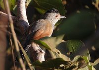 Rufous-winged Antshrike - Thamnophilus torquatus