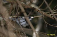 Large-billed Antwren - Herpsilochmus longirostris