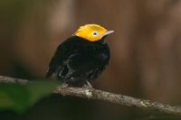 Golden-headed Manakin - Pipra erythrocephala