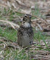 Dusky Thrush - Turdus naumanni