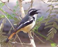 White-throated Robin-Chat - Cossypha humeralis