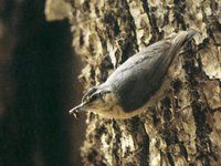 Algerian Nuthatch - Sitta ledanti