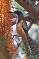 Eastern Spinebill - Acanthorhynchus tenuirostris