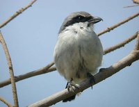 Southern Gray Shrike - Lanius meridionalis