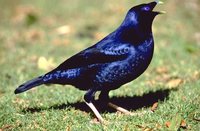 Satin Bowerbird - Ptilonorhynchus violaceus