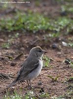 Chestnut-shouldered Petronia - Petronia xanthocollis