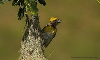 Baya Weaver - Ploceus philippinus