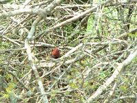 Pink-throated Twinspot - Hypargos margaritatus