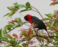 Crimson-collared Tanager - Ramphocelus sanguinolentus