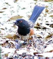 Spotted Towhee - Pipilo maculatus