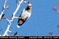 Bohemian Waxwing  (Idaho)