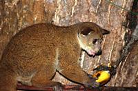 Small-eared Galago, Otolemur garnettii