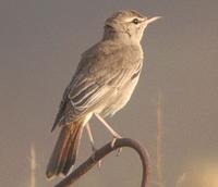 Rufous-tailed Scrub Robin