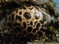 Radiated Tortoise, Geochelone radiata