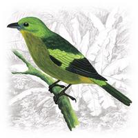 Thraupis palmarum