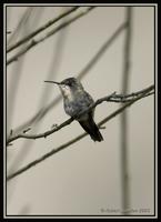 Peruvian Sheartail