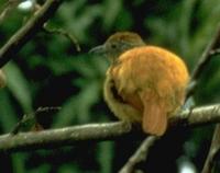 Barred antshrike, female