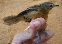 Dusky antbird