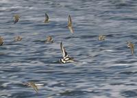 Black Turnstone at Modesto STP - 9/15/05 © 2005 Jim Gain
