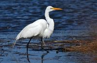 Great Egret