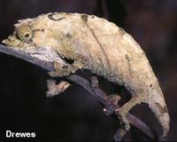 Western Rift Dwarf Chameleon, Rhampholeon boulengeri