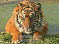 Sumatran Tiger stock photo