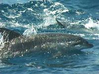 Offshore Bottle-nosed Dolphins by Steve Mirick on Hydrographers Canyon