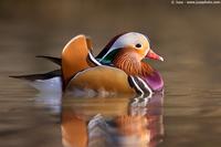 004701 - Aix galericulata (Mandarin Duck)