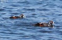 Histrionicus histrionicus , 흰줄박이오리 - Harlequin Duck