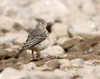 Buff bellied pipit C20D 02234.jpg