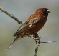 Chestnut Sparrow p.502