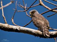 Crested Goshawk