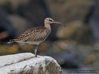 Whimbrel Numenius phaeopus