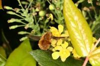Bombylius major