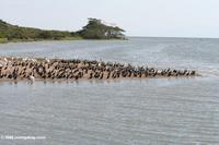 Hundreds of cormorants and pelicans gathered on a sanbar