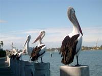 Australian Pelican, Pelicanus conspicillatus, Brisbane River, July 2004. Photo © Barrie Jamieson