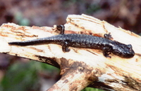 : Aneides ferreus; Clouded Salamander