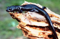 : Aneides flavipunctatus; Black Salamander