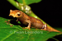 : Bolitoglossa colonnea