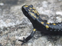 : Salamandra atra pasubiensis; Alpine Salamander