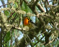 : Dendroica fusca; Blackburnian Warbler