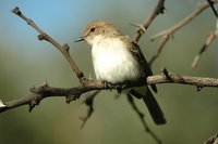 : Melaenornis mariquensis; Marico Flycatcher