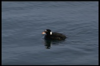 : Melanitta perspicillata; Surf Scoter