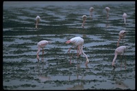 : Phoenicopterus roseus; Greater Flamingo