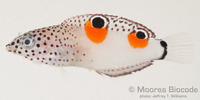 : Coris aygula